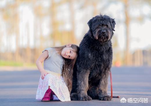 怎样训练宠物狗大便:怎样训练稍微笨些的幼犬定点排便？