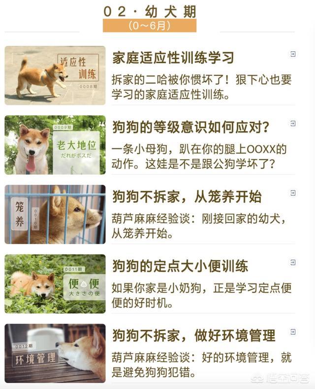 英国激飞猎犬和边牧:边牧智商高和心眼多的表现有哪些？