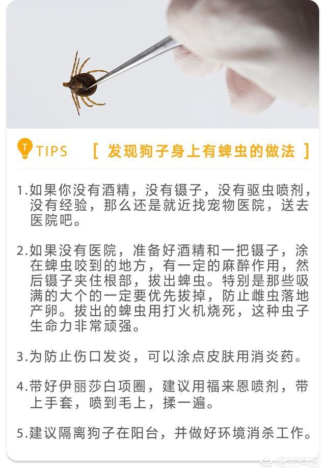 蜱虫狗:蜱虫能让狗生病吗？会怎样？
