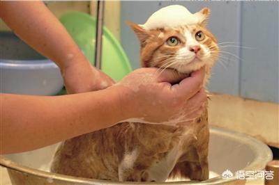 甘肃 猫坚强:养猫，有哪些事情需要注意？ 我甘肃坚强