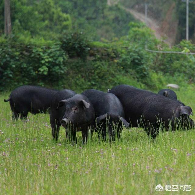 宏星香猪养殖合作社:中国“土猪”的现状如何？