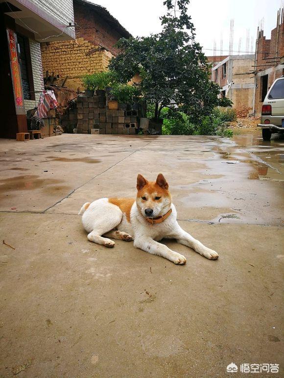 黑色柴犬智商:在农村，黑色土狗是不是比棕色土狗更聪明？