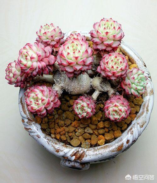 多肉景天科长生草属有哪些植物:目前比较火的景天科多肉有哪些？