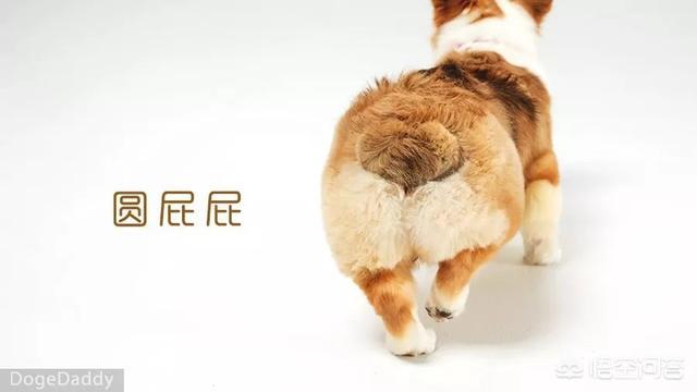 柯基论坛体:当初决定养柯基犬的你，有没有后悔过？