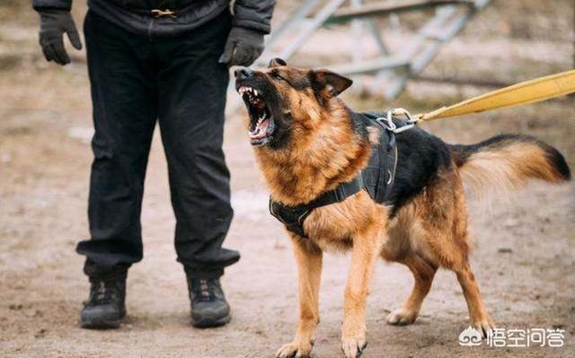 德国牧羊犬论坛:有些人说德国牧羊犬不适合成为家庭伴侣犬，真的是这样吗？