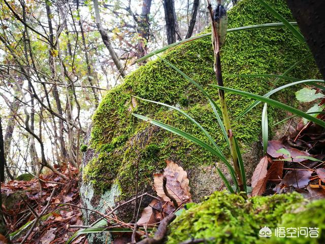 兰花的种植方法:兰花配什么样的植料可以天天浇水？如何养好兰花？