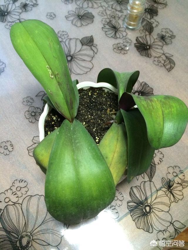 刚种的小叶桢楠树苗叶子发蔫:栀子花叶子蔫了如何补救？日常如何养护？