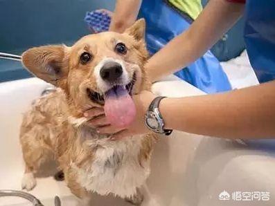 罗威纳幼犬到家:狗狗刚到家，应该怎么饲养？