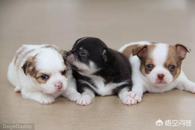 西施犬价格:西施犬价格及图片 2岁女儿被狗咬，失控爸怒抓西施犬从12楼摔下，你怎么看？