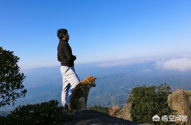 宜昌纯种小鹿犬图片:养狗久了，狗狗会不会认为自己是主人亲生的？ 纯种小鹿犬幼犬图片