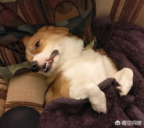 威尔斯柯基犬的屁股:为什么柯基犬，总是喜欢用屁股对着人？