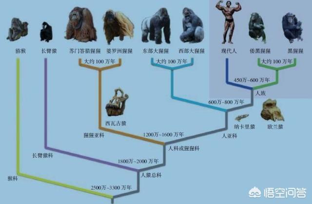 跗猴和类人猿:人类真的是由类人猿进化来的吗？