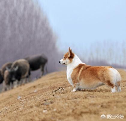 威尔斯科基犬 价格:柯基犬怎么样？价格多少钱？