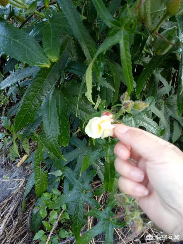 积雪草和黄蜀葵花的功效:黄蜀葵花的功效与作用 黄蜀葵花的药用价值与应用？