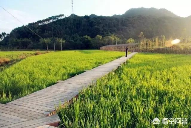 以“稻田”为主题的民宿客栈有哪些推荐