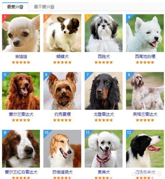 什么狗狗最调皮？