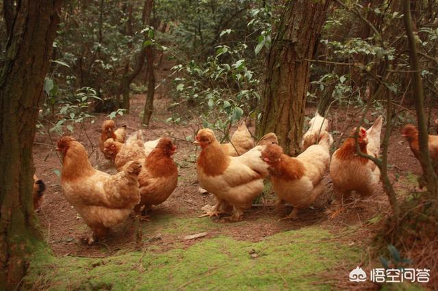 河南肉食狗的养殖技术:有人说养殖过程中肉鸡容易发炎，该怎样预防呢？怎样养好肉鸡呢？