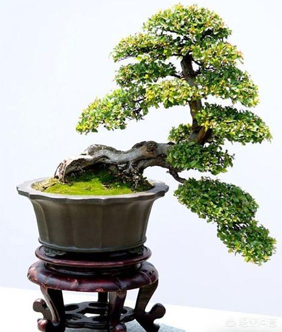 灰叶锦鸡儿:锦鸡儿（雀梅）该怎么制作盆景？