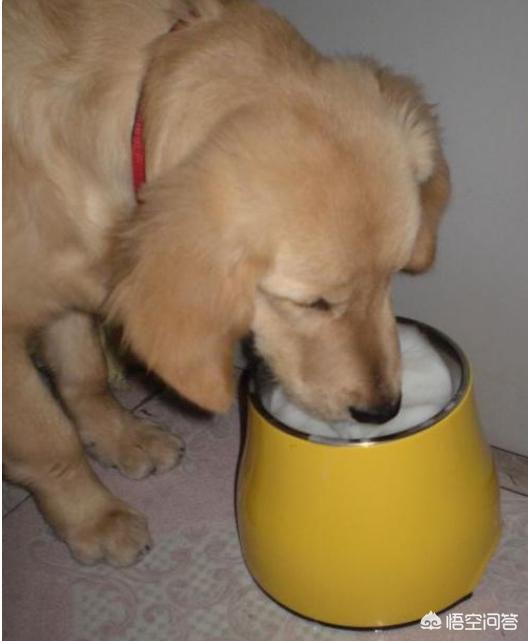 金毛犬的喂养:金毛喝羊奶粉，要喝到多大？