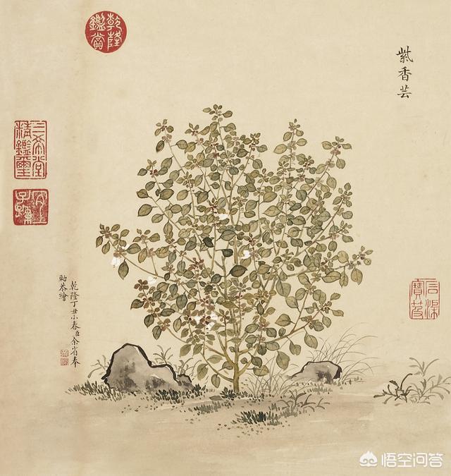 周香芸:怎么评价影视剧《鬓边不是海棠花》？