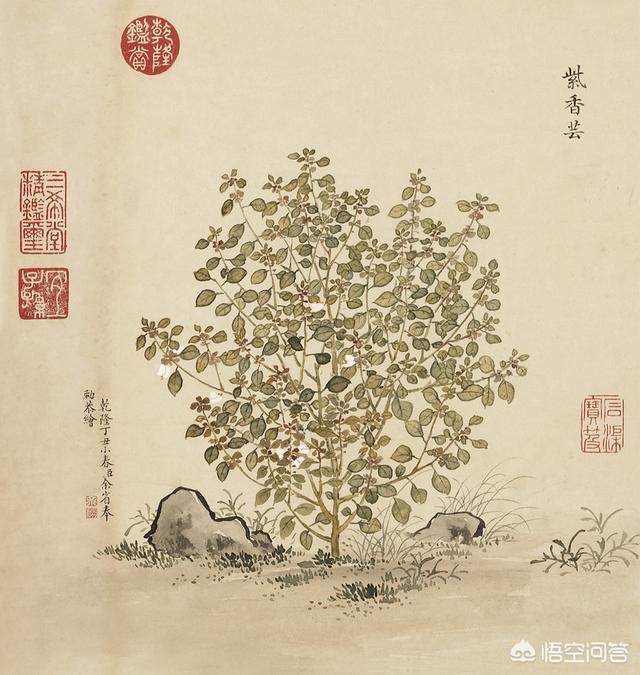 观赏植物:清朝的宫廷里都种了哪些域外观赏植物？