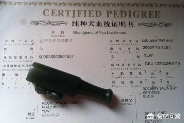 纯种泰迪犬 白色:影响泰迪价格的因素是什么？