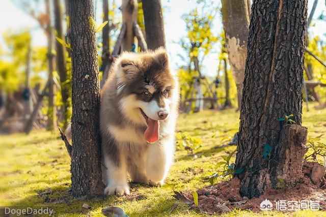 柴犬俊介还活着么:为什么有的人养过一次狗狗，狗狗死后就再也不养狗了？ 柴犬俊介