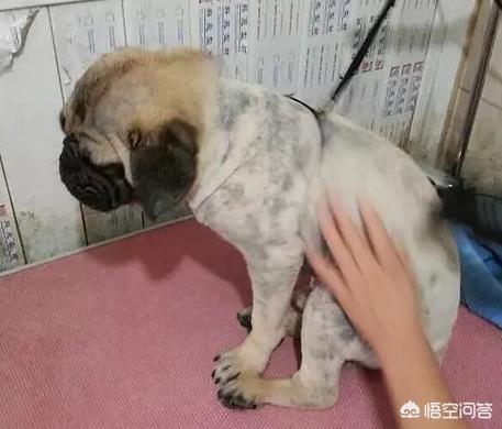宠物狗皮肤病:我家狗狗得了甲沟炎怎么办？