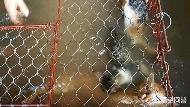 猫在哪个国家内受到严格保护:为什么猫，狗属于狂犬病高风险动物可以允许养？