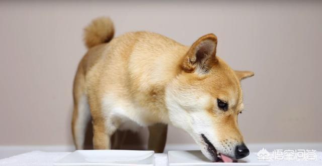 日本银狐犬 吃生肉:银狐犬能吃生肉吗 猫狗是喜欢生肉还是喜欢色香味俱全的熟肉？