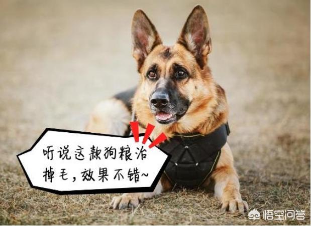 德国牧羊犬阿托斯图片:德牧好养吗？德牧多少钱一只？