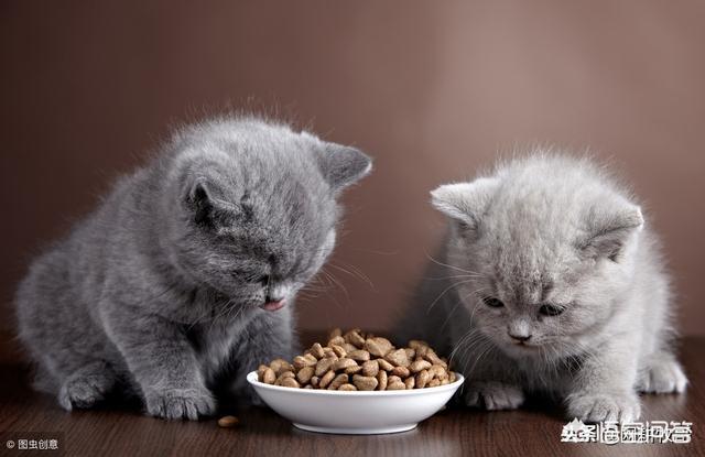 吃土也要给猫主子买最好的猫粮:新晋铲屎官如何科学的选猫粮？