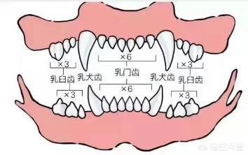 狗粮 幼犬:狗狗几个月可以吃干狗粮？