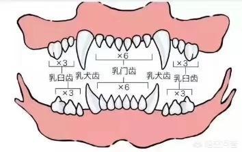 狗粮食:狗狗几个月可以吃干狗粮？