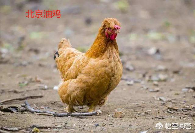 这么贵的鸡应该烹饪?(6个回答)