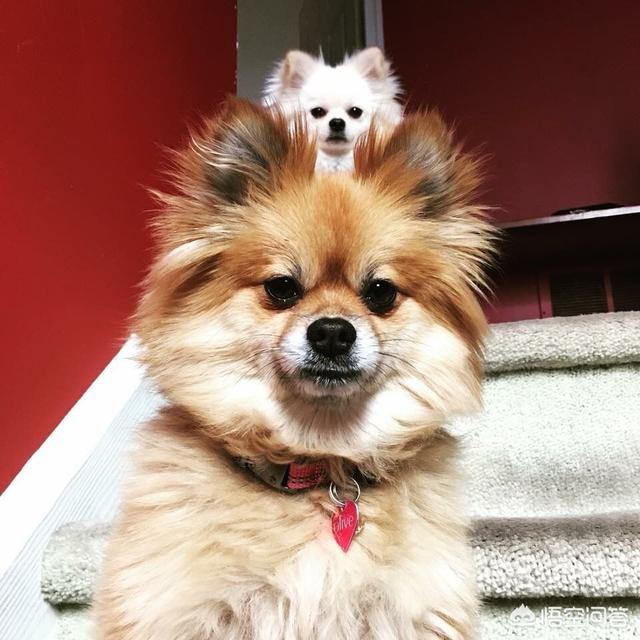 博美狗品种:蝴蝶犬VS博美犬之间，谁更胜一筹？