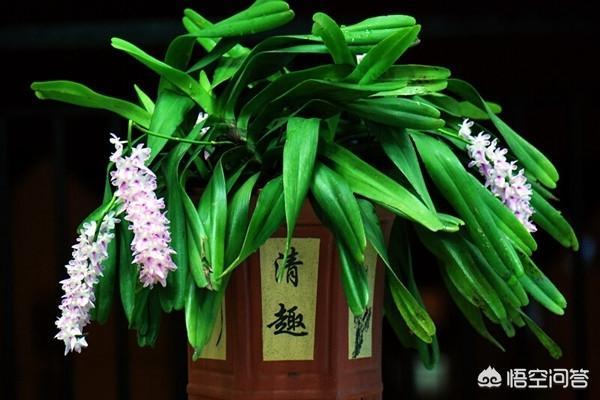 多花指甲兰价位:种植指甲兰需要注意什么？指甲兰有什么作用？