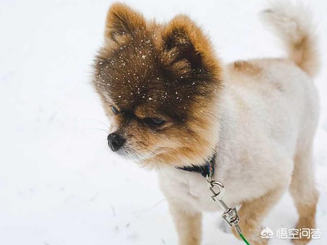 狗狗健康:狗狗健康过冬需要注意什么？