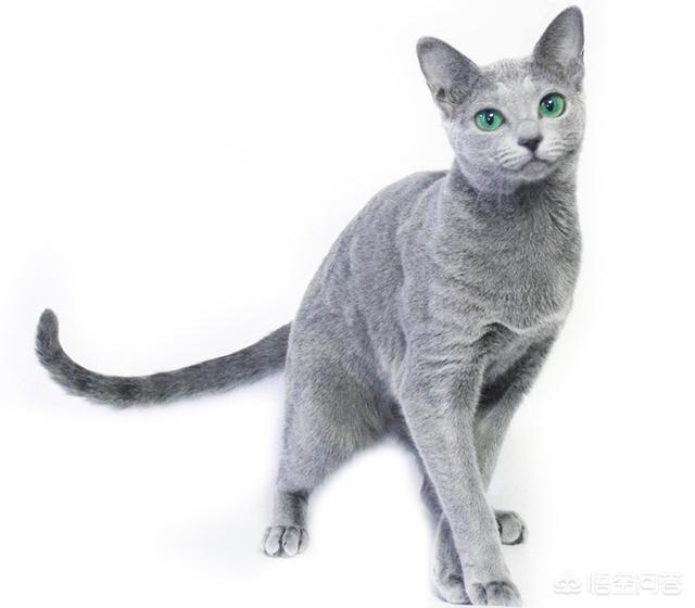 英国短毛猫和蓝猫是一个品种吗？