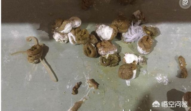 信鸽牌幼犬专用犬虫一扫光:如何驱鸽身上的虱子和螨虫？