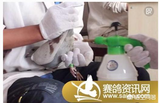 信鸽牌幼犬专用犬虫一扫光:如何驱鸽身上的虱子和螨虫？