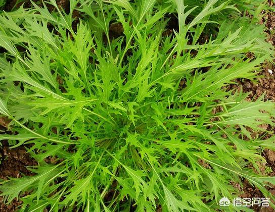 什么蔬菜最不容易生病虫害 悟空问答