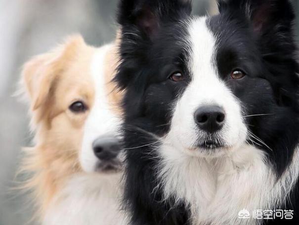 边境牧羊犬视频:边境牧羊犬临终前会有哪些特征？