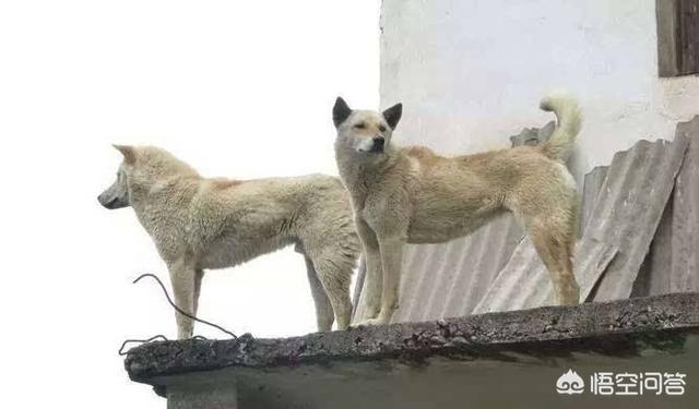 纯种中华犬大黄狗:纯种农村大黄狗 中华田园犬为什么越来越少人养？