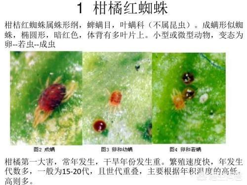 锈壁虱用何种药:红蜘蛛用什么药去除最有效？其原理是什么？