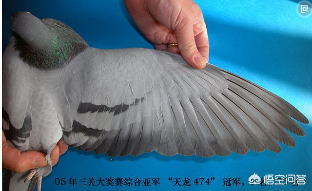 信鸽眼砂重要吗:鸽子翅膀颤抖的爆发力强吗？