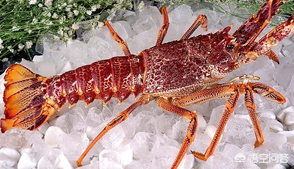 清蒸澳洲龙虾的做法(澳洲小龙虾的做法清蒸)
