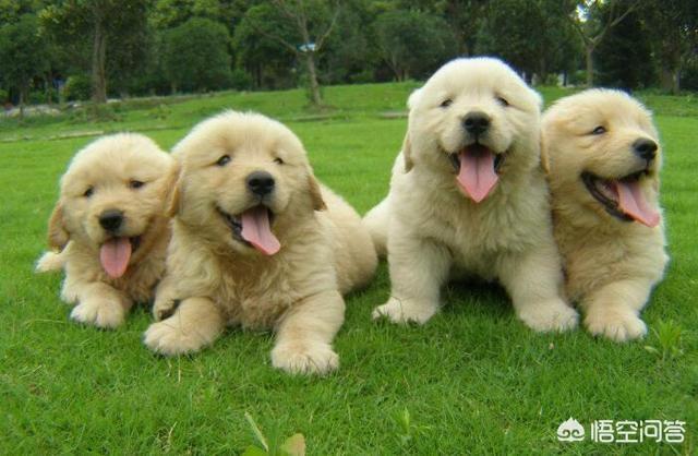北京金毛价格:金毛犬多少钱一只？影响价格的因素有哪些？