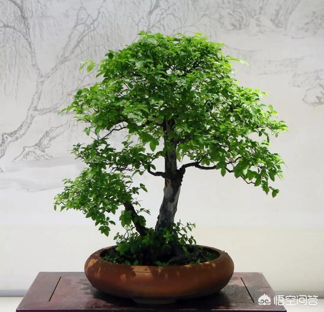 灰叶锦鸡儿:锦鸡儿（雀梅）该怎么制作盆景？