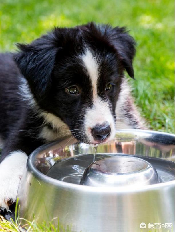 赛维洛犬菌清哪里有卖:生理期的边牧要怎么照顾？